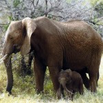 Baby elephant with mother