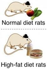 pack rat diet