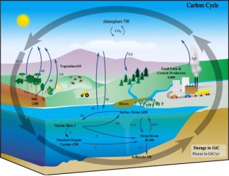 Atmosphere and Biosphere Carbon Exchange