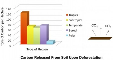 Carbon Cycle - Carbon Released from Deforestation of Different Biomes