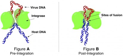 HIV infection integrates DNA