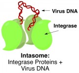 hiv infection intasome