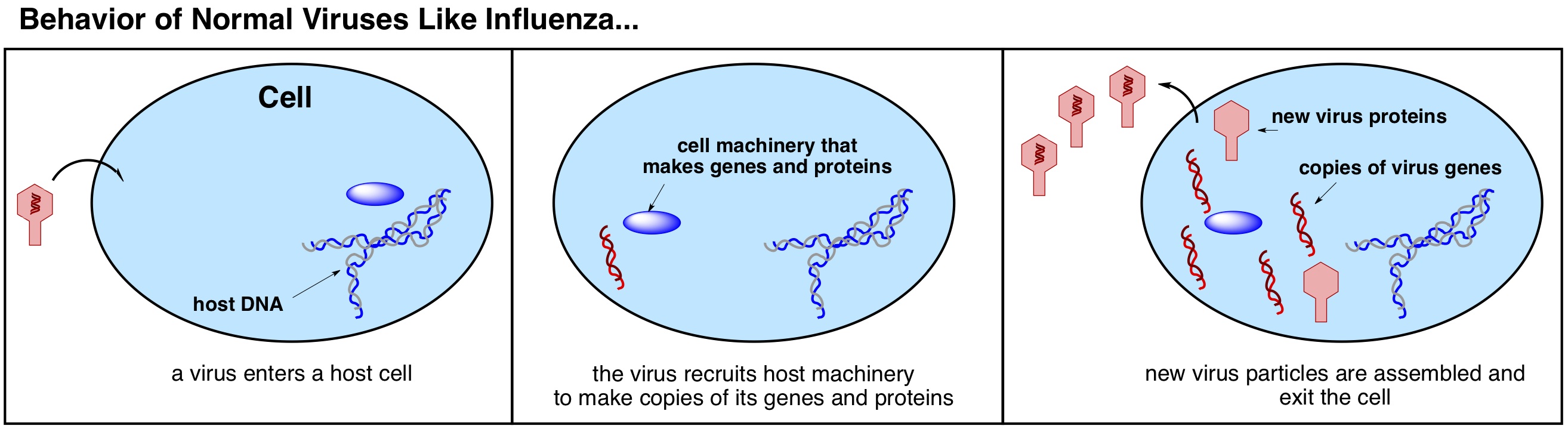 what is a worm virus and how does it work