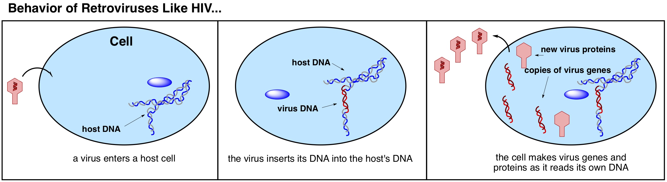 The Machinery Of Retroviruses Part 1 What Is A Retrovirus I Can Has 