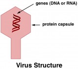 what does a virus look like