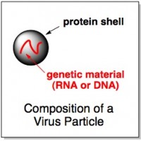 virus protein and rna what is a virus made of