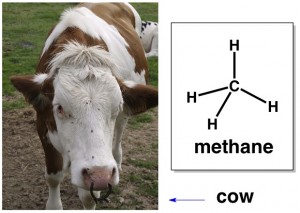 methane greenhouse gas cows