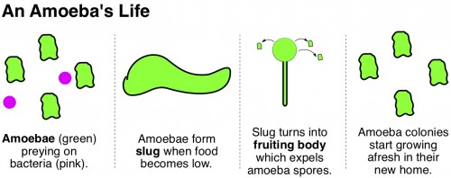 Social Amoeba Farmers Dictyostelium discoideium