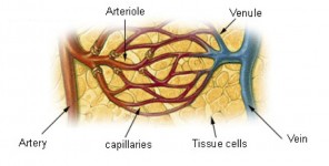 veins capillaries arteries antiangiogenic drugs