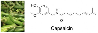capsaicin hot peppers serranos