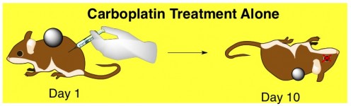 carboplatin anticancer chemotherapy toxicity