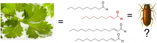 aldehyde 2-decenal in cilantro tastes bad like bugs or soap