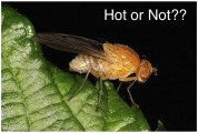 natural selection male attractiveness drosophila hot or not