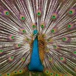 natural selection male attractiveness peacock