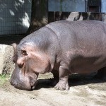 Hippo sunscreen