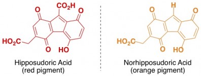 hippo sunscreen hipposudoric acid norhipposudoric acid