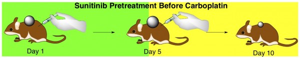 sunitinib carboplatin cancer chemotherapy