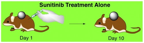 antiangiogenic drug sunitinib cancer treatment