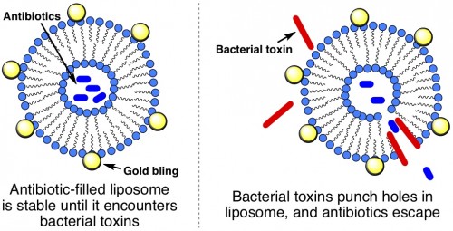 Bacterial Toxin-Triggered Drug Release from Gold Nanoparticle-Stabilized Liposomes for the Treatment of Bacterial Infection