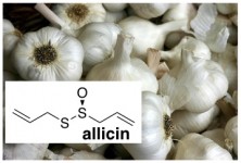 garlic odor allicin