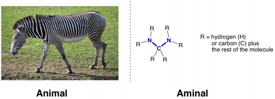 metathesis animal aminal