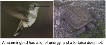 hummingbirds high energy tortoises low energy activation barriers