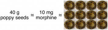 heroin morphine in poppy seeds drug test