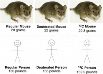 deuterated 13C labeled mouse humans isotopes kinetic isotope effect