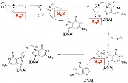 HN2 nitrogen mustard SN2 dna alkylation